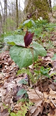 Melanthiaceae