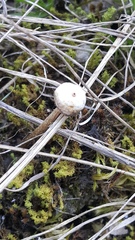 Tulostoma brumale