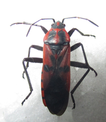 Spilostethus macilentus