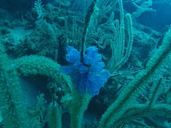 Clavelina puertosecensis