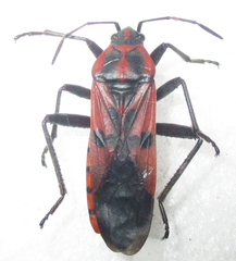 Spilostethus macilentus