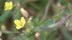 Tropidocarpum gracile