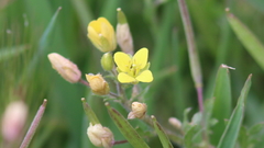 Tropidocarpum gracile