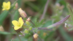 Tropidocarpum gracile