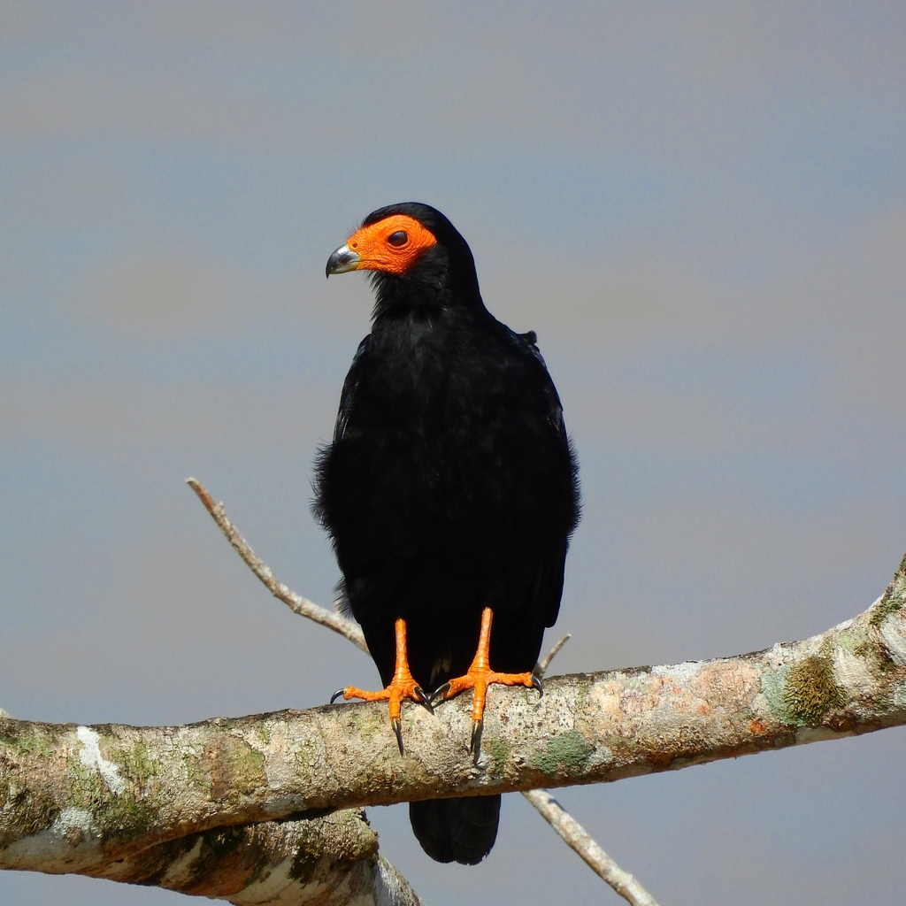 Daptrius Caracaras