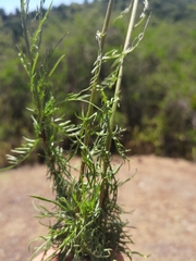 Plectocephalus chilensis