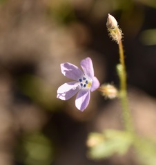Gilia scopulorum