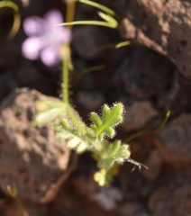 Gilia scopulorum