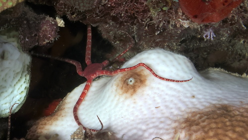 Ophioderma rubicundum observed 2023-10-25