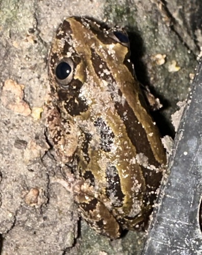 Bubbling Kassina, Kassina senegalensis