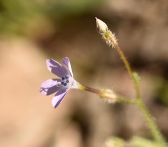 Gilia scopulorum