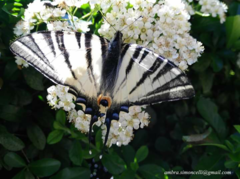 Iphiclides podalirius