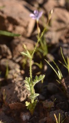 Gilia scopulorum