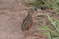 Coturnix delegorguei