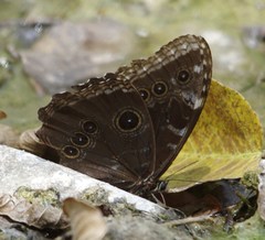 Morpho helenor narcissus