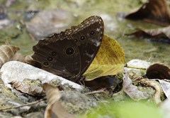 Morpho helenor narcissus