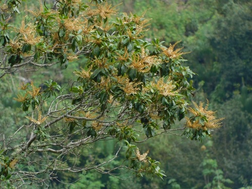 Clethra suaveolens (Clethra suaveolens)