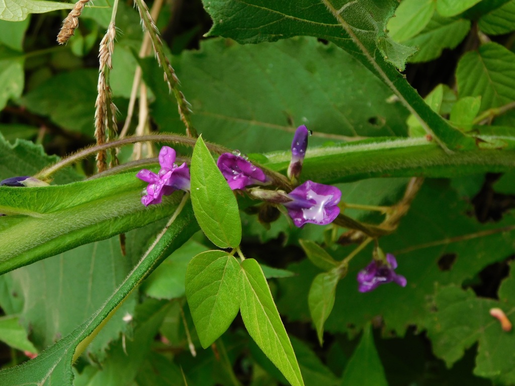 Cologania broussonetii from Tenejapa, Chis., México on November 7, 2023 ...