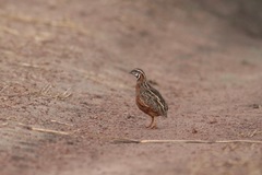 Coturnix delegorguei