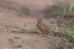 Coturnix delegorguei