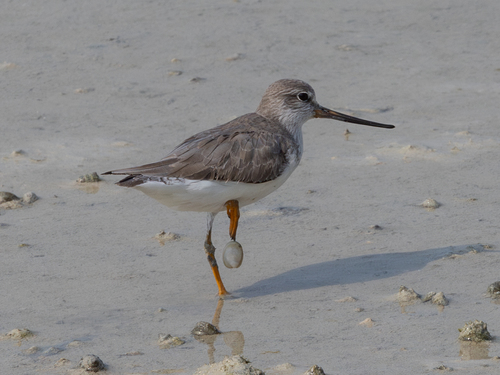 Andarríos del Terek (Xenus cinereus)