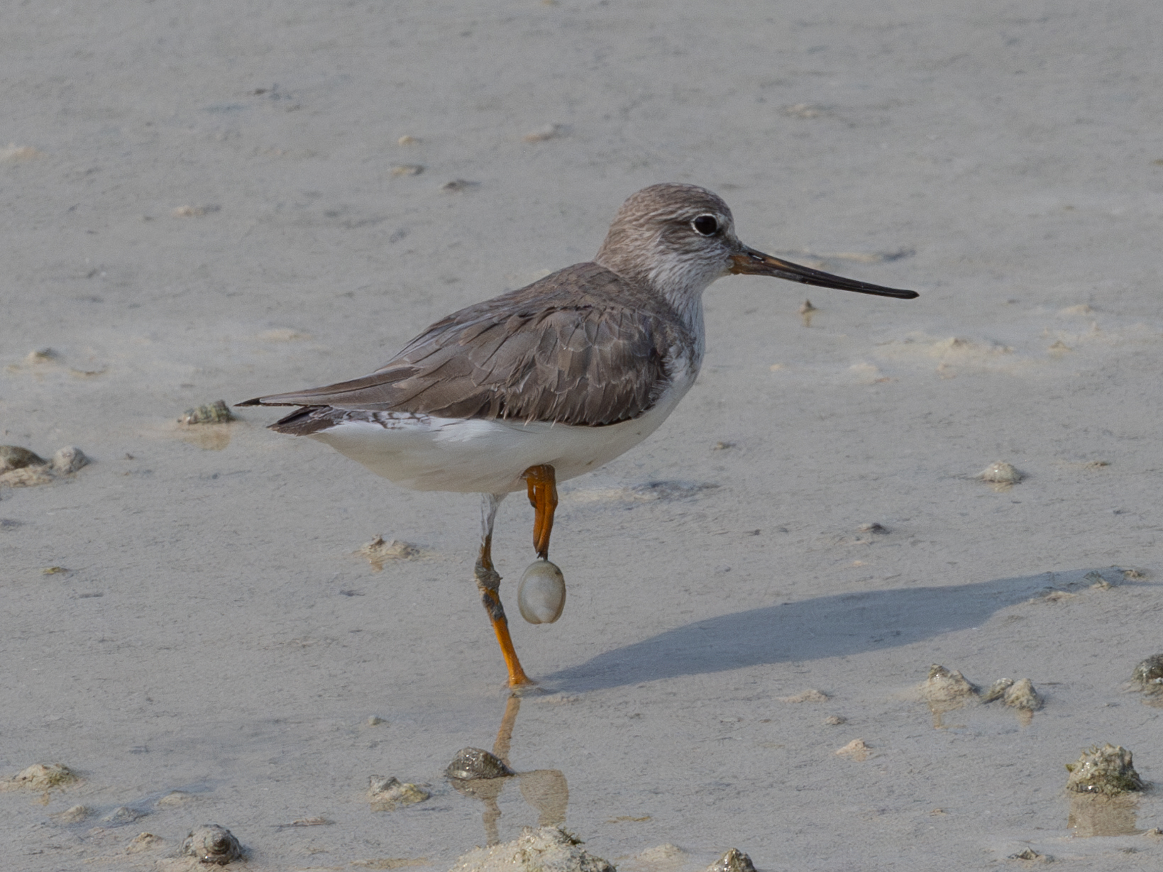 Terek Sandpiper (Xenus cinereus)