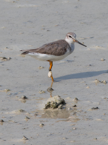 Terek Sandpiper photographed in Bahrain