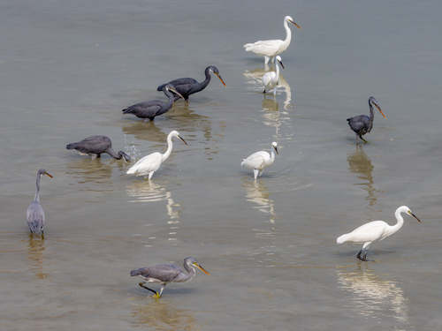 Western Reef Heron photographed in Bahrain