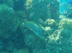 Haemulon macrostoma