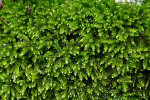 Image of Nogopterium gracile by no rights reserved