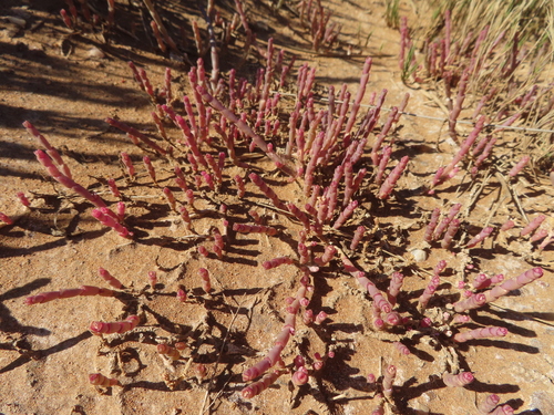 Image of Salicornia natalensis by (c) linkie, some rights reserved (CC BY)