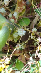 Cuscuta planiflora