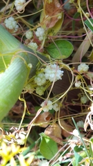 Cuscuta planiflora