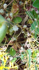 Cuscuta planiflora