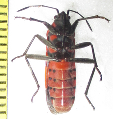 Spilostethus macilentus