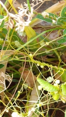 Cuscuta planiflora