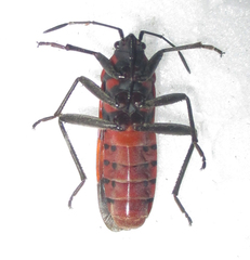 Spilostethus macilentus