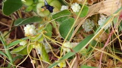 Cuscuta planiflora