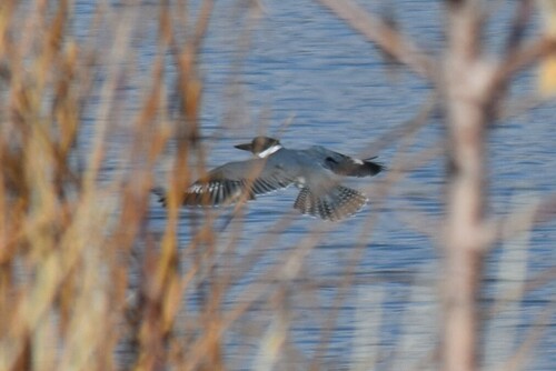 Belted Kingfisher photographed in Utah
