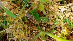 Cuscuta planiflora