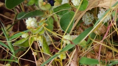 Cuscuta planiflora