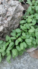 Veronica hederifolia