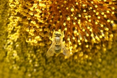 Apis mellifera