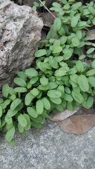 Veronica hederifolia