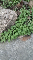 Veronica hederifolia