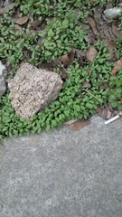 Veronica hederifolia