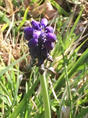 Muscari neglectum