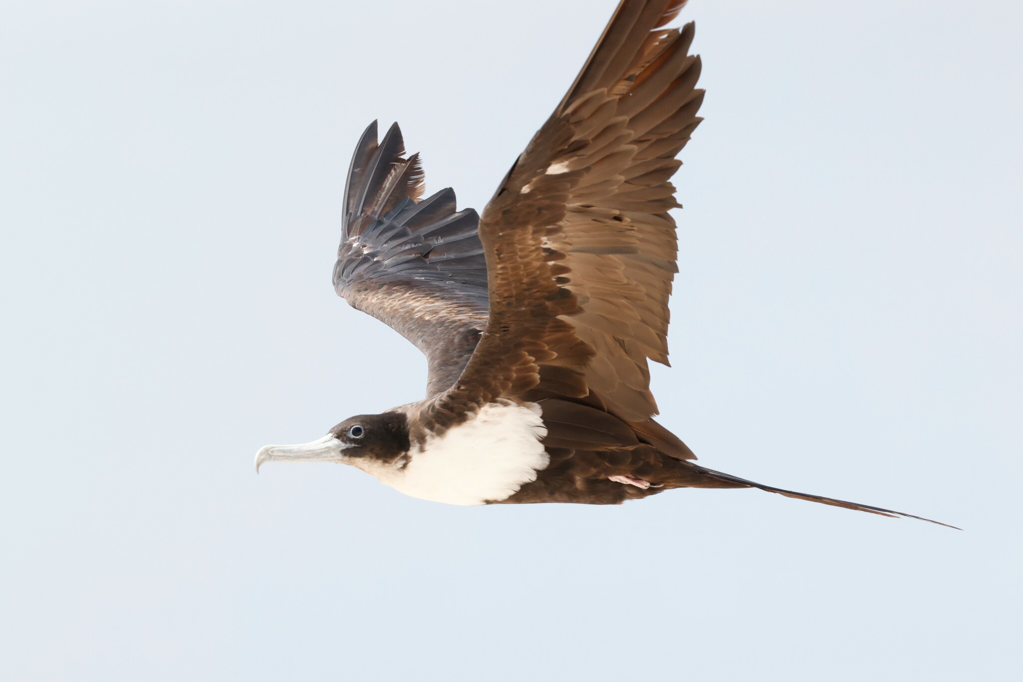 Great Frigatebird