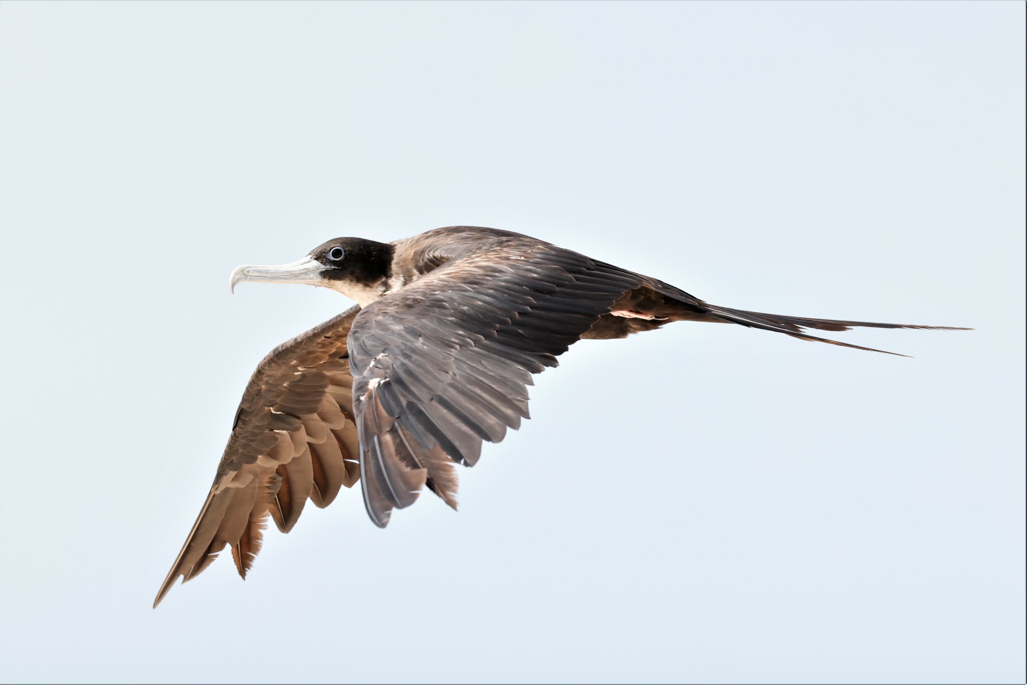 Great Frigatebird