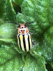 Disonycha spilotrachela